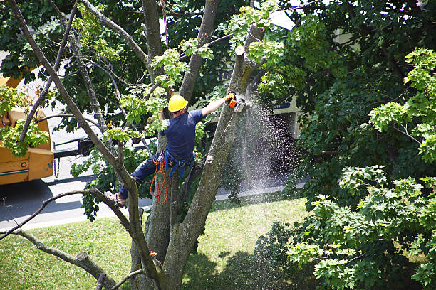 Best Hedge Trimming  in Lauderhill, FL