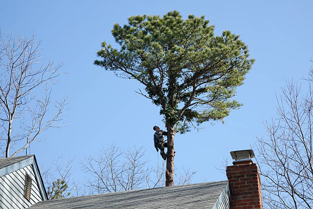 Best Storm Damage Tree Cleanup  in Lauderhill, FL