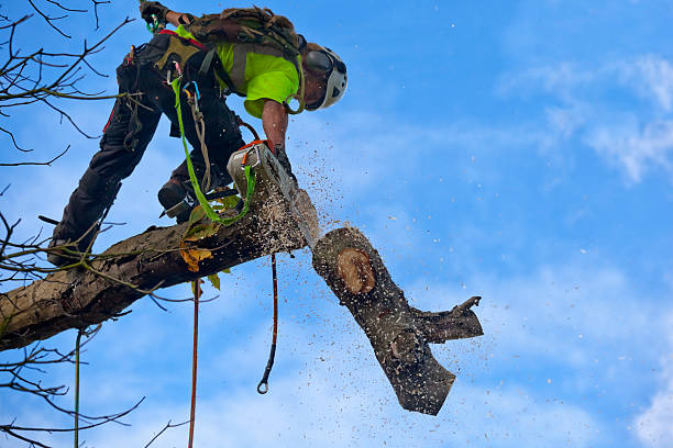 Best Seasonal Cleanup (Spring/Fall)  in Lauderhill, FL